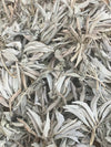 1 LB ORGANIC White Sage Smudge Leaves & Clusters Salvia Apiana Medicinal Rare
