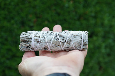 20 Pieces California White Sage Smudge 4 inches long